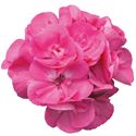Bild von Geranium Staand P12 Moonlight Amelie